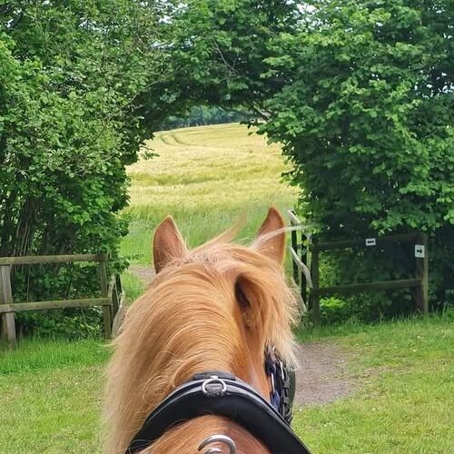 Little Skipwith Carriage Rides Image showing Little Skipwith Carriage Rides horse