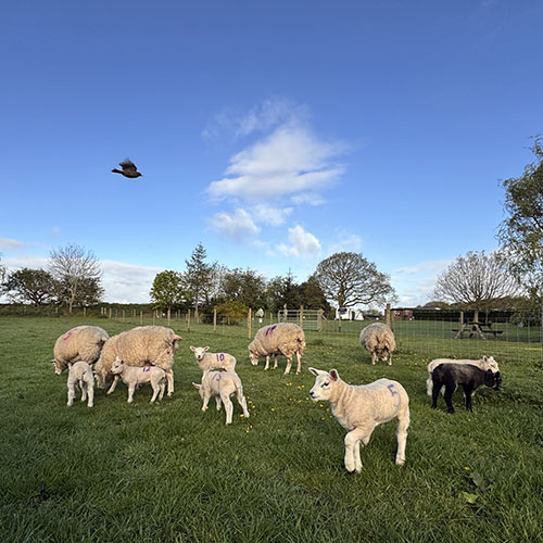 500 x 500 lambs and bird Image showing Little Skipwith Carriage Rides horse